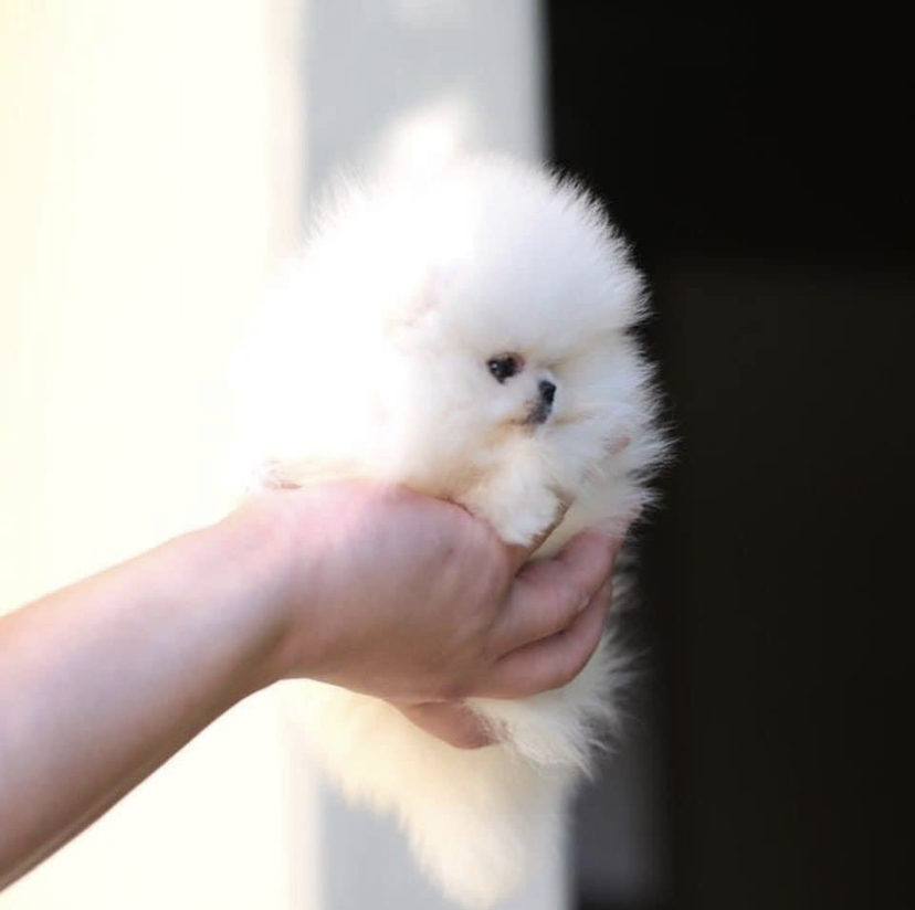 Tinny teacup Pomeranian puppy 