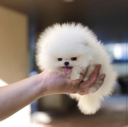 Tinny teacup Pomeranian puppy 