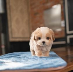 Maltipoo Puppies For Sale 