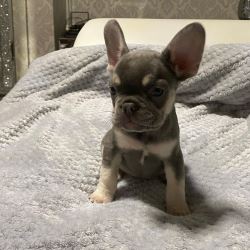 Buy Gabby (Male) Frenchie bulldog puppy online- adorablefren