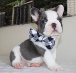 Buy Dolly Female French Bulldog puppy - adorablefrenchiehome