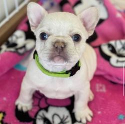 Buy Roxy (Cream) French Bulldog Puppy - adorablefrenchiehome