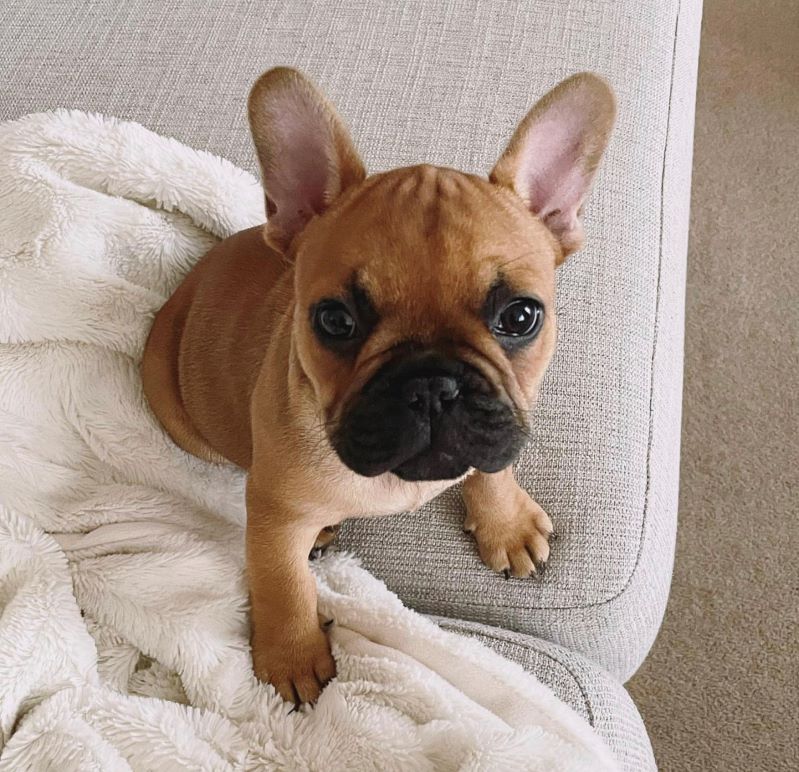 Buy Tommy Brown French Bulldog Puppy | Buy Tommy online 