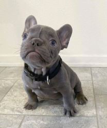 Buy Mariaus French Bulldog Puppy - adorablefrenchiehome