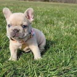 Buy Mega brown frenchie bulldog puppy - adorablefrenchiehome