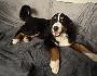 Adopt a Loving Bernese Mountain Dog Texas