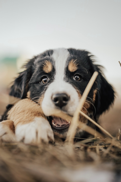 Purebred Bernese Mountain Dogs for Sale in Utah - Trusted