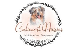 Australian Shepherd Puppy Concord
