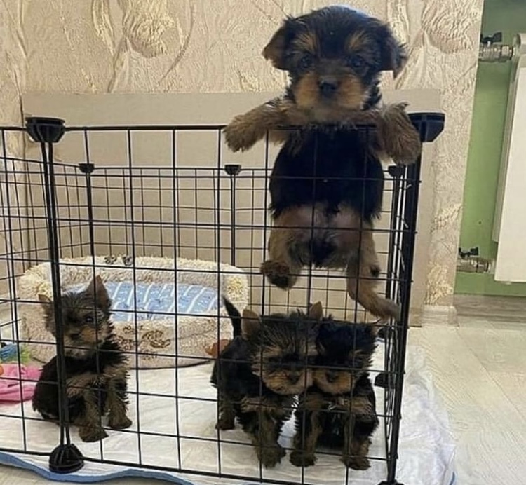 Adorable Yorkie pups available for sale 