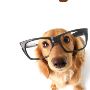 The best brain training for dogs 