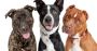Sit Means Sit San Antonio Dog Training