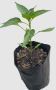 Buy Online Vegetable Plants - ManBhawan Nursery