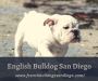 English Bulldog for Sale San Diego