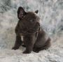 Blue Fawn French Bulldogs for Sale in California