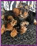 looking to Yorkie PuPPiEs FOR SALE