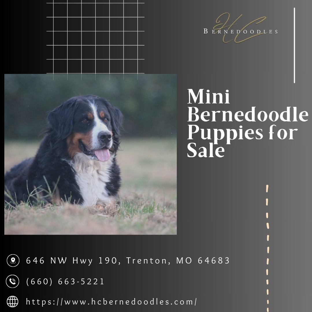 Mini Bernedoodle Puppies for Sale 