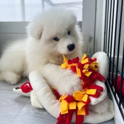  Buy Samoyed Puppies USA Call 