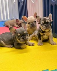 LOVELY AND AKC REGISTERED FRENCH BULLDOG PUPPIES