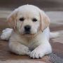 Labrador Puppy Price In Delhi