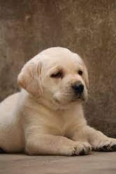 Neapolitan Mastiff Puppies For Sale Delhi NCR
