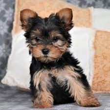 Yorkshire Terrier For Sale Near Me