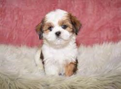 Lhasa Apso Puppy For Sale