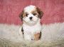 Lhasa Apso Puppy For Sale