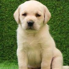 Puppy Labrador Dog Price