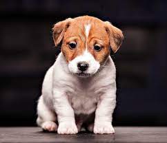 Jack Russell Terrier Puppy For Sale In Delhi