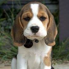Beagle Puppies For Sale Delhi NCR