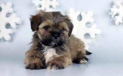 lhasa apso puppy for sale in delhi ncr