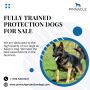 fully trained protection dogs for sale