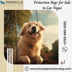 Protection Dogs for Sale in Las Vegas | Pinnacle Protection 