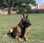 Fully trained protection dog for you personal & family prote