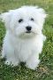 maltese puppy available