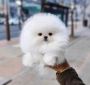 Cute little teacup Pomeranian puppy 