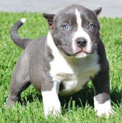 Cute Blue Pitbulls Puppies!!!(213) 787-4282