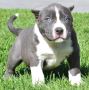 Cute Blue Pitbulls Puppies!!!(213) 787-4282