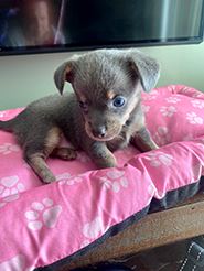 Female Chihuahua Puppy