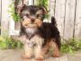 Yorkie Puppies for sale Indiana
