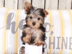 Yorkie puppies for sale in Detroit