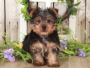 Yorkie puppies for sale Wisconsin