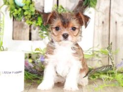 Yorkie puppies for sale in Tucson