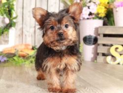 Yorkie puppies for sale under 600
