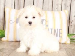 Buy Maltese puppies Melbourne