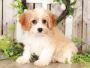 Buy cavapoo puppy in tennessee