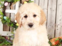 Buy goldendoodle puppy near me