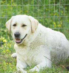 Best Yellow English lab puppies for sale Alabama