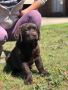 Get Chocolate English Labrador puppies in Alabama
