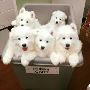 Pue White Samoyed Puppies For Sale